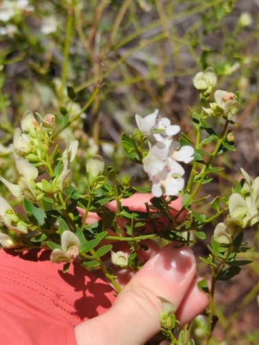 Prostanthera striatiflora observed 2026-10-05