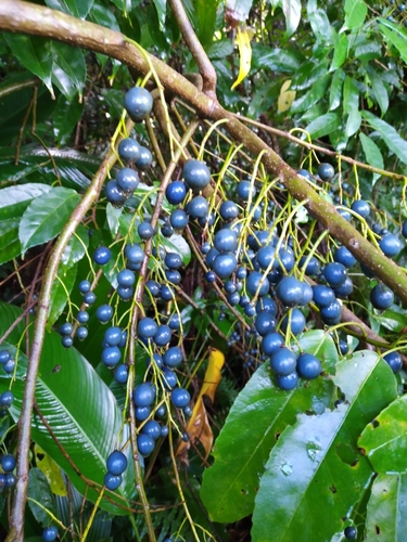 Elaeocarpus culminicola observed 2020-04-19