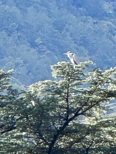 Grey Heron