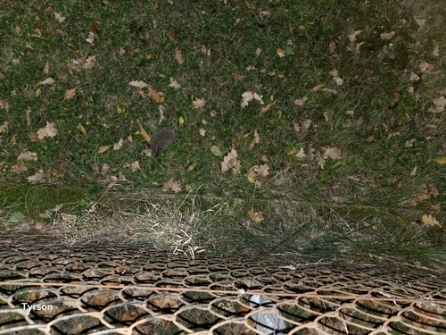 Common Hedgehog