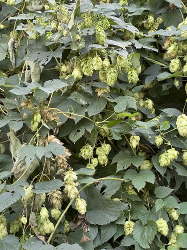 common hops