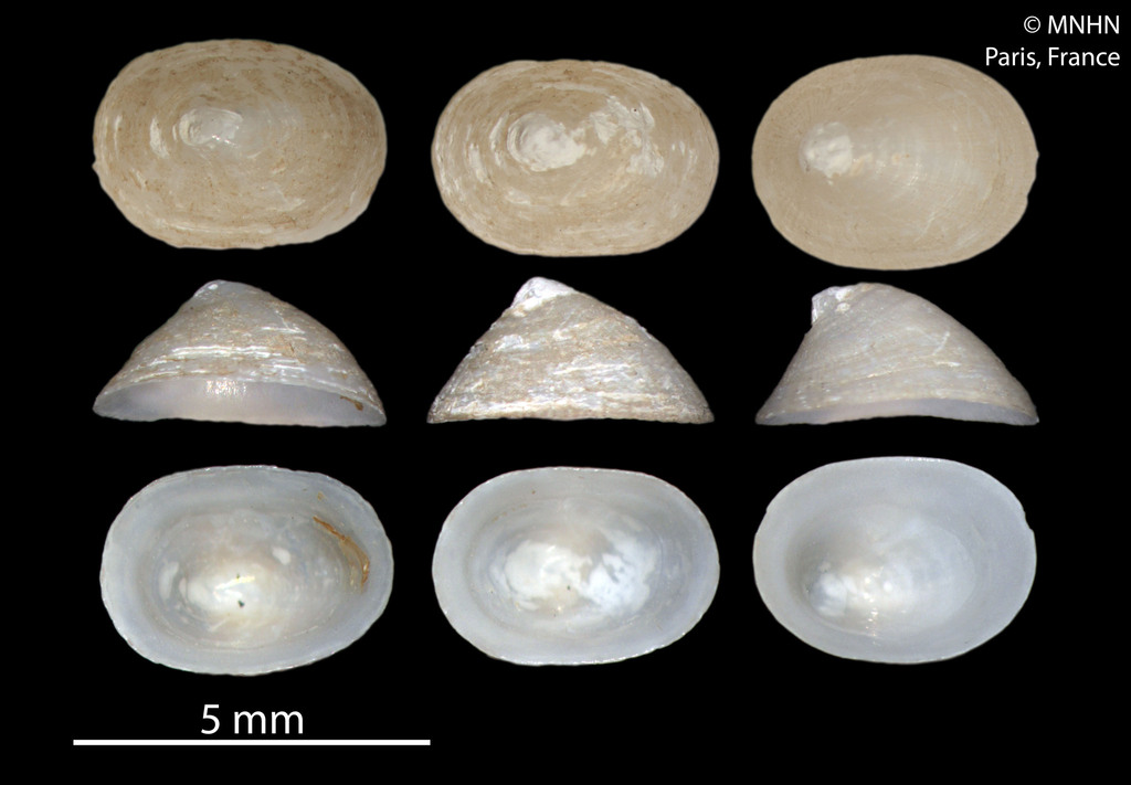 Coccopigya
