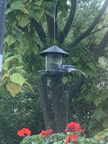 Blue Jay