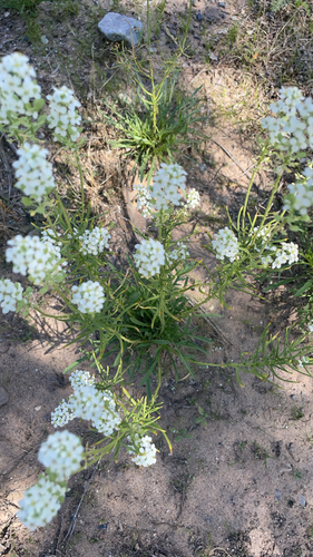 Mesa Pepperwort