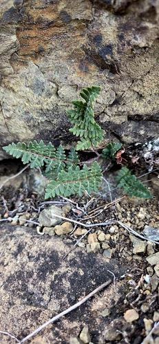 Paragymnopteris marantae observed 2026-10-11