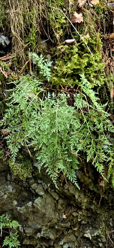 Asplenium cuneifolium, 2026-10-11