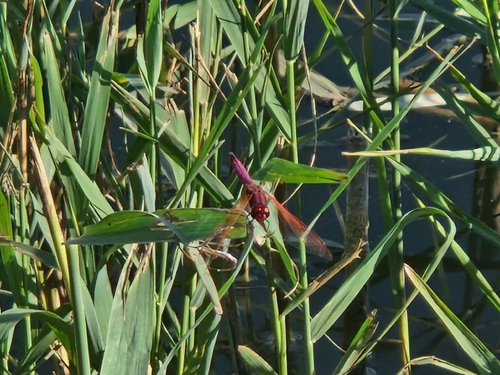 Violet Dropwing