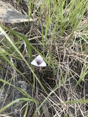 Calochortus elegans