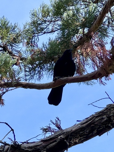 Common Raven