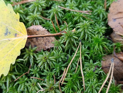 Sphagnum centrale observed 2026-10-10