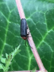Cyphonocerus ruficollis