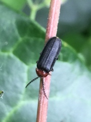 Cyphonocerus ruficollis