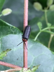 Cyphonocerus ruficollis