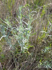Artemisia dracunculus glauca