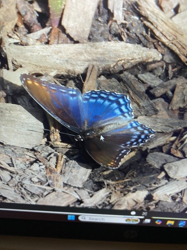Red-spotted Admiral