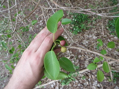 Ficus citrifolia
