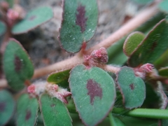Euphorbia maculata