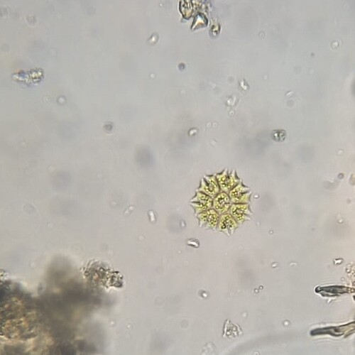 Stauridium tetras
