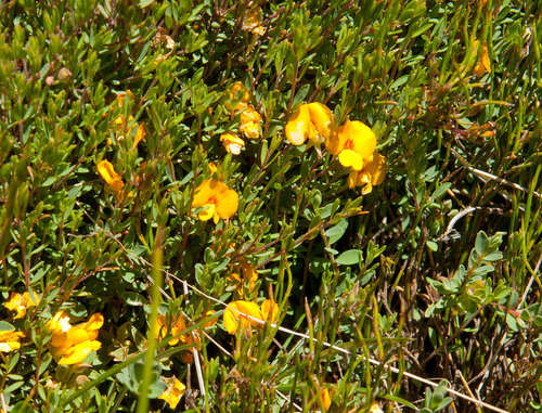 Image of Pultenaea tenella by (c) Chris Clarke, some rights reserved (CC BY)