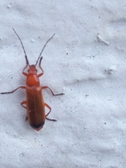 Rhagonycha fulva