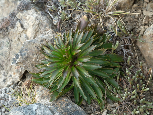Notothlaspi observed 2026-10-07