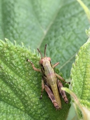 Parapodisma setouchiensis
