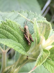 Parapodisma setouchiensis
