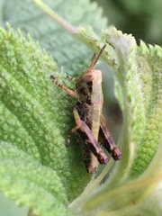 Parapodisma setouchiensis