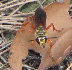 Sphex jamaicensis