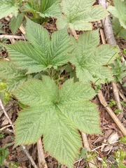 Filipendula camtschatica
