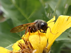 Trichiosoma triangulum