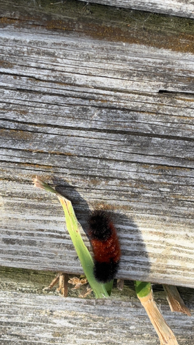 Isabella Tiger Moth
