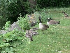 Branta canadensis