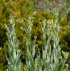 Senecio gunnii