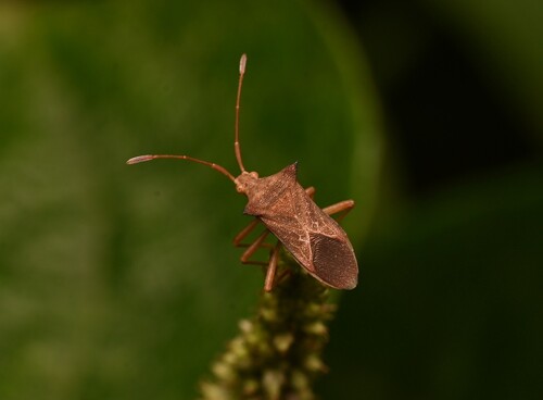 Cletus ochraceus