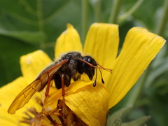 Trichiosoma triangulum