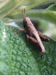 Parapodisma tenryuensis