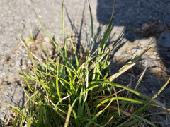 Phyllopertha horticola