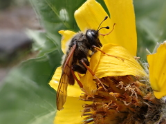 Trichiosoma triangulum