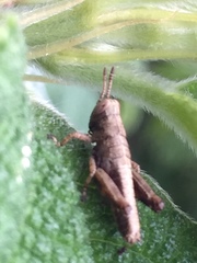 Parapodisma tenryuensis