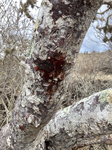 Bursera graveolens observed 2026-10-11