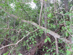 Ficus citrifolia