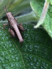 Parapodisma tenryuensis