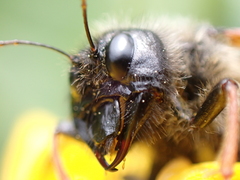 Trichiosoma triangulum