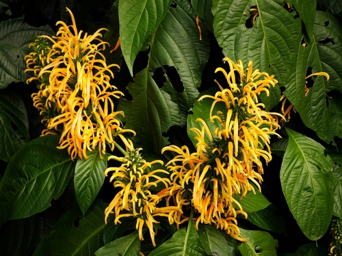 Justicia aurea observed 2026-10-10