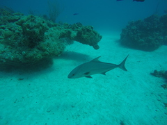 Seriola rivoliana