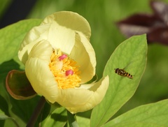 Syrphus ribesii