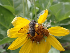 Trichiosoma triangulum
