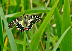 Papilio machaon britannicus