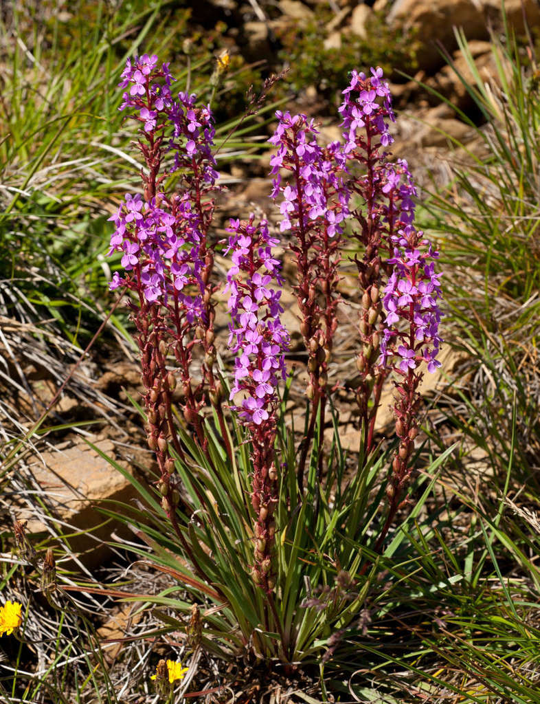 Thrift-leaved Triggerplant